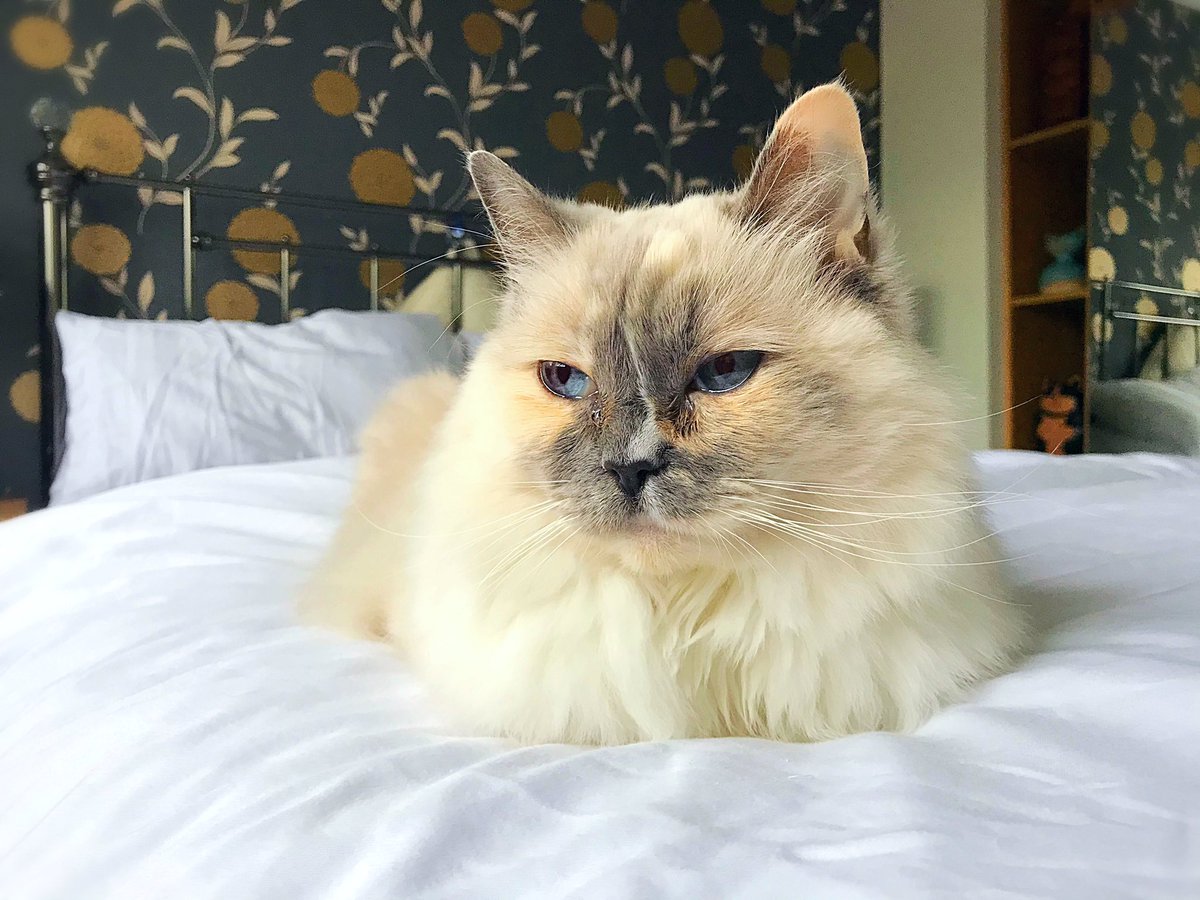 Betty_Boo_Kat's tweet photo. Right Efurrrybody - I’m Back👩‍🔬 still on meds. Back in on #WhiskersWednesday fur an *endoscopy* don’t know what that is but sounds nasty! Meanwhile quiet loafing fur the rest of #KittyLoafMonday 🍞😻🍞 sorry fur banging on about my vets! 💖💖���� thank mew fur your well wishes xxx https://t.co/9ykBO3cOFa