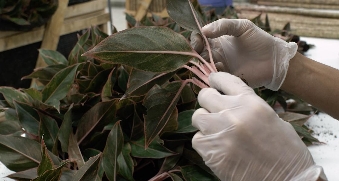 rff's tweet photo. At the @NAISMAorg annual meeting? Catch Rebecca Epanchin-Niell at the 11:40 a.m. panel about #InvasiveSpecies pathways! She'll be speaking about cost-effective strategies for reducing pest risk from live #plant #imports. Read more about her work: https://t.co/U3kj1vsgZO

@sesync https://t.co/k9xOblhg4e