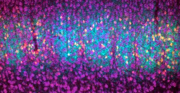 ErinClark_sci's tweet photo. A #preprint about RORβ and the network of transcriptional mechanisms regulating layer 4 identity and the cytoarchitecture of whisker barrels.  Great work by @LuciaCapano, several talented undergrads, and of course thanks to @SachaNelsonLab  https://t.co/P9D4TT9HyV https://t.co/QNAG3fDqzN