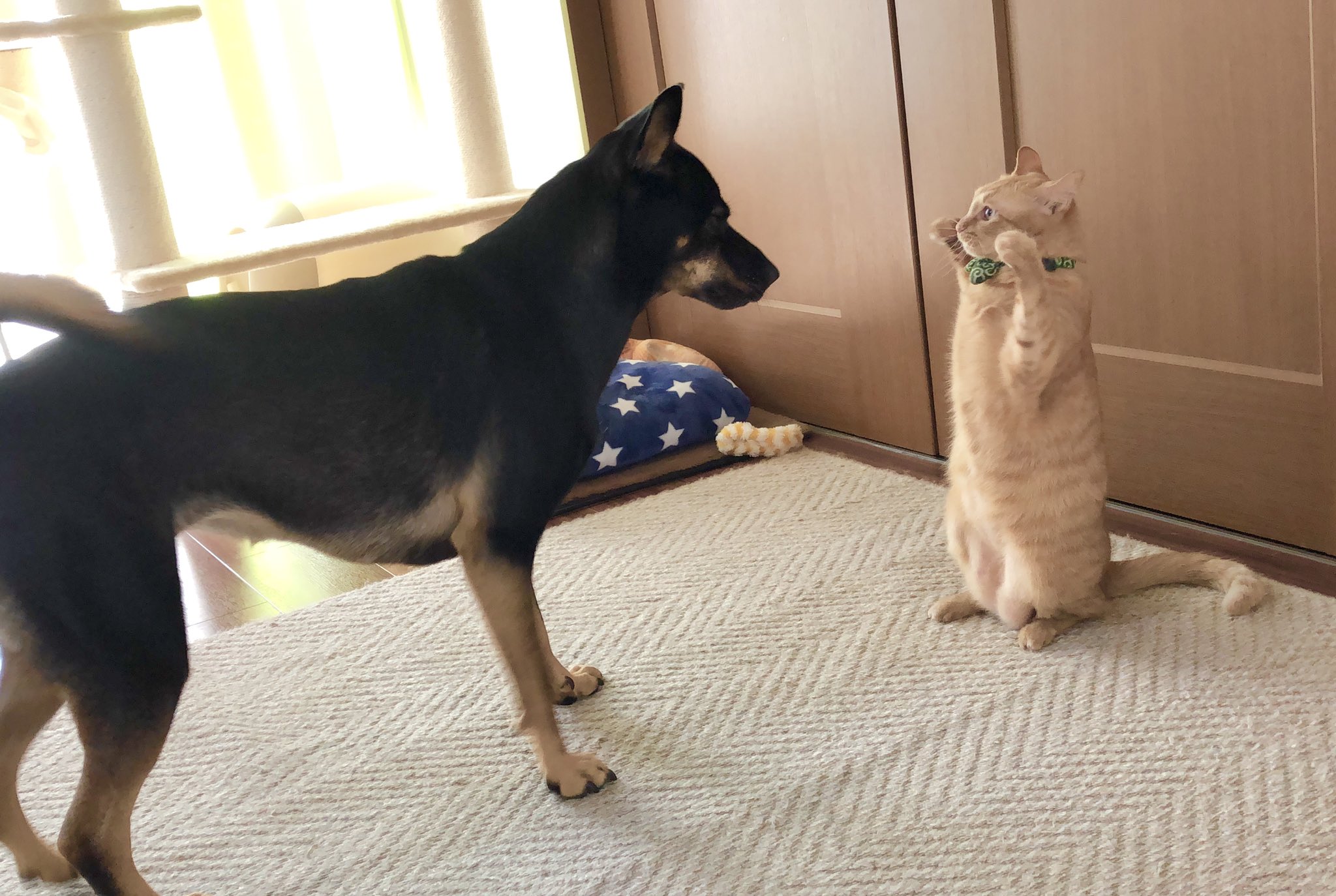 猫なのに仁王立ちで威嚇している姿が可愛すぎる 話題の画像プラス 猫なのに仁王立ちで威嚇している姿が可愛すぎる 話題の画像プラス