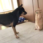 猫なのに仁王立ちで威嚇している姿が可愛すぎる!
