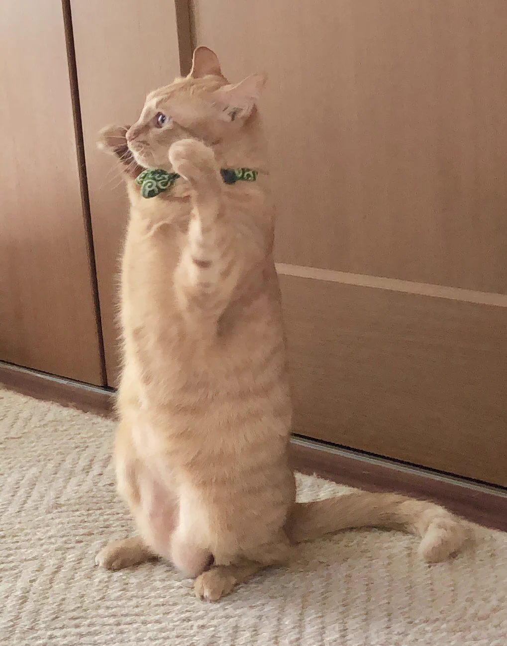 猫なのに仁王立ちで威嚇している姿が可愛すぎるwwww