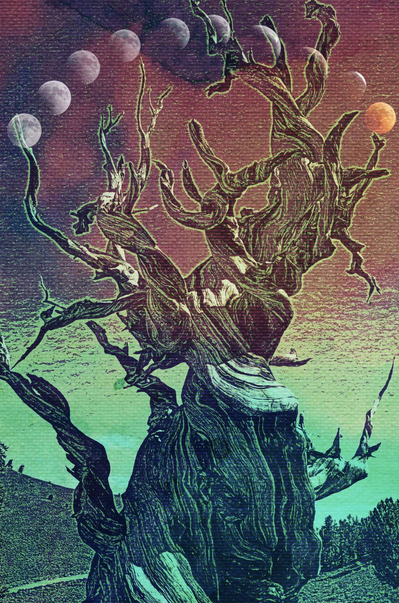 AncientGnostics's tweet photo. Remember the roots, where the first bud blossomed. It will forever be a part of you https://t.co/AmNMI3c2Zc