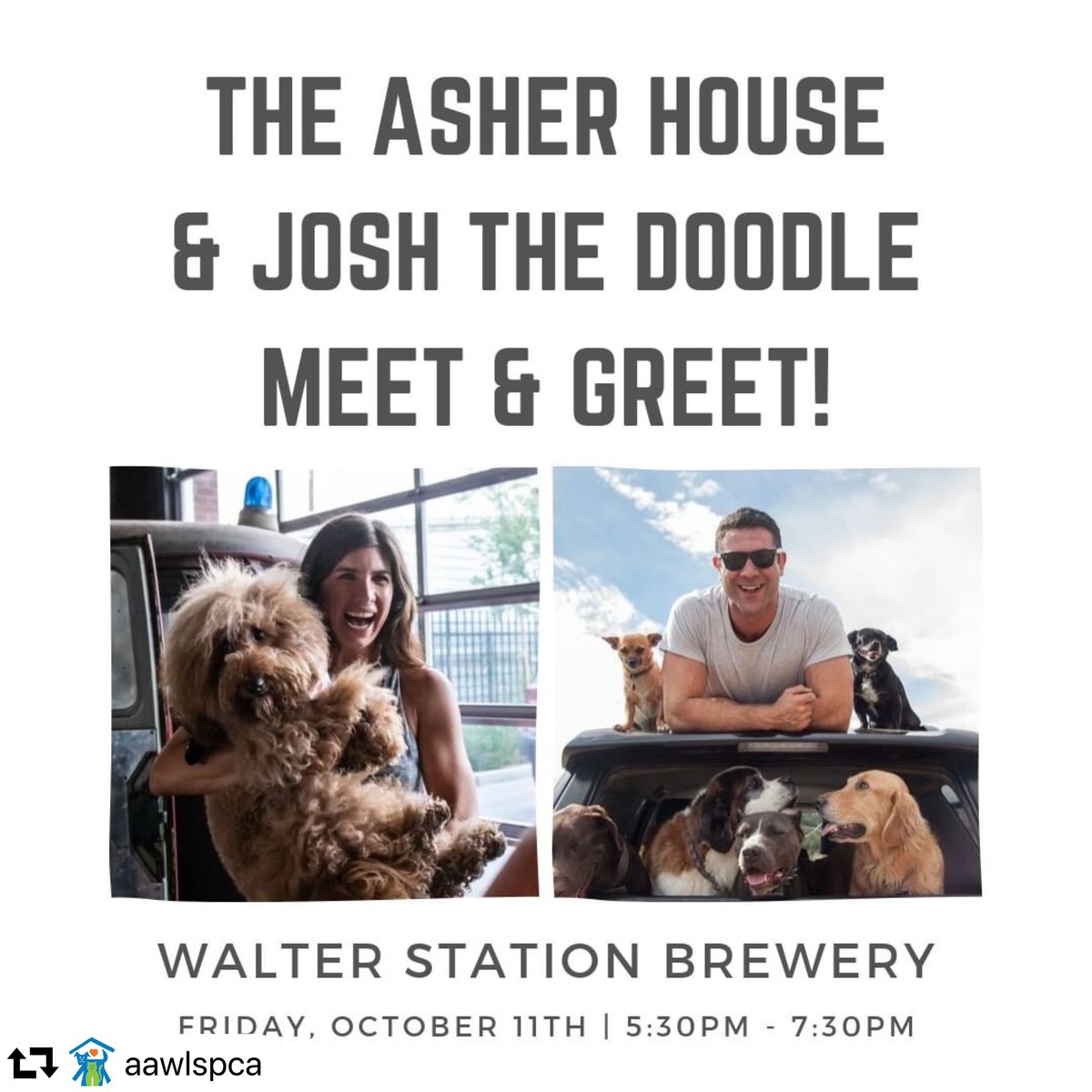 josh the goldendoodle