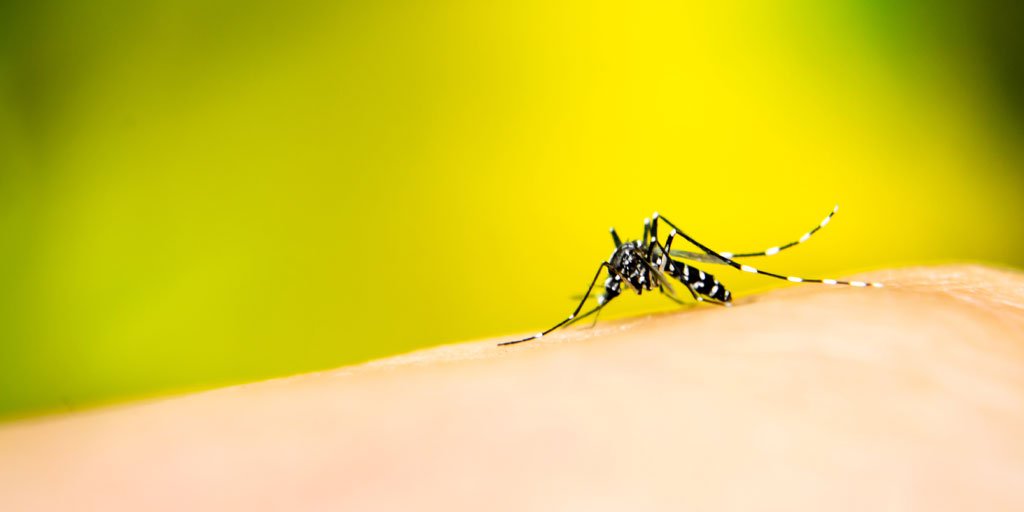 ExecLandscaping's tweet photo. One of the best methods of repelling mosquitoes in your yard is the use of MistAway Systems.

#landscaping #mistawaysystems 

https://t.co/BjpJz2yN1Y https://t.co/aqXvh4Dhxs