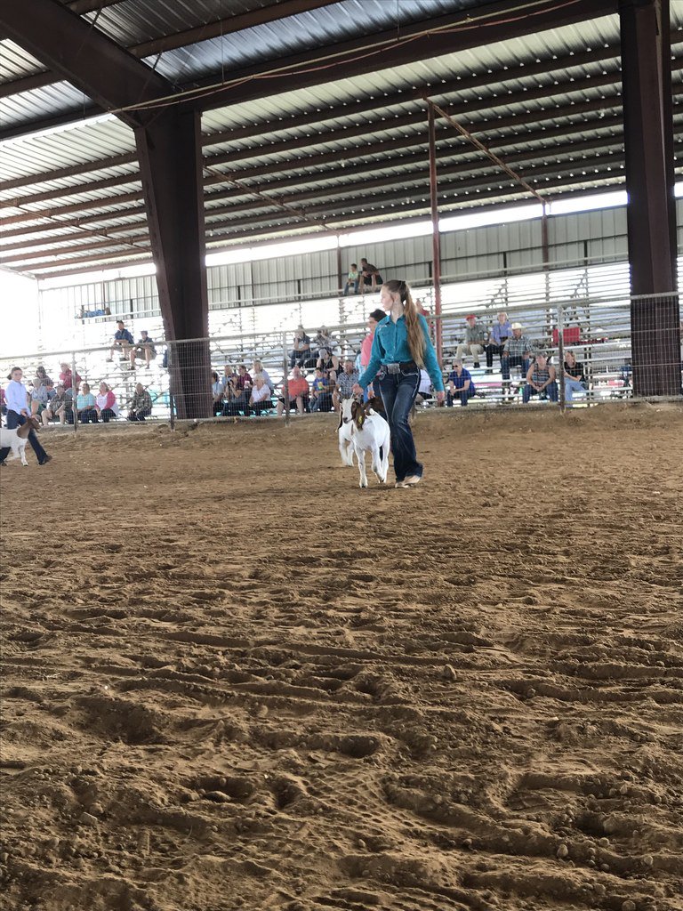 SnookISD's tweet photo. Snook FFA member Joanna Dickey showing goats for the first time. https://t.co/5R83pihdsO
