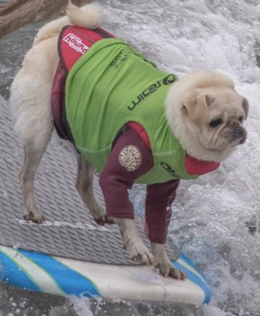 GidgetsFanPage's tweet photo. Surfing On One Leg Comes In Handy Some Days ๐
๐ค๐๐โโ๏ธ
@SurfDogEvents @HBSurfCityUSA
@alschaben
#pug #surfdog #surfpug #teamgidget #tandem #derbycalifornia #girlpug ๐ค https://t.co/SjIIsFR1Ml