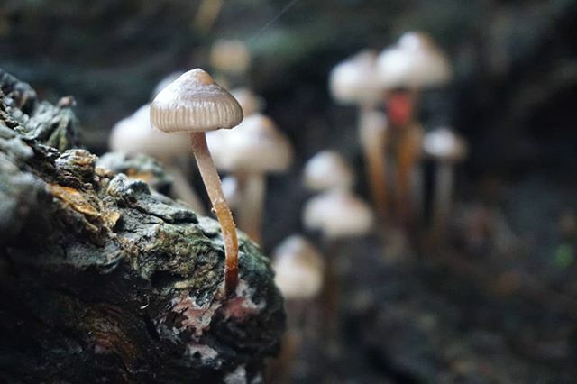 🍄🍄🍄
.
.
#mushrooms #mushroomhunters #fungi #fungus #fungiphotography #fungifanatic #fungilove #biddulphgrangegardens #biddulphgrange ift.tt/2nTckrF