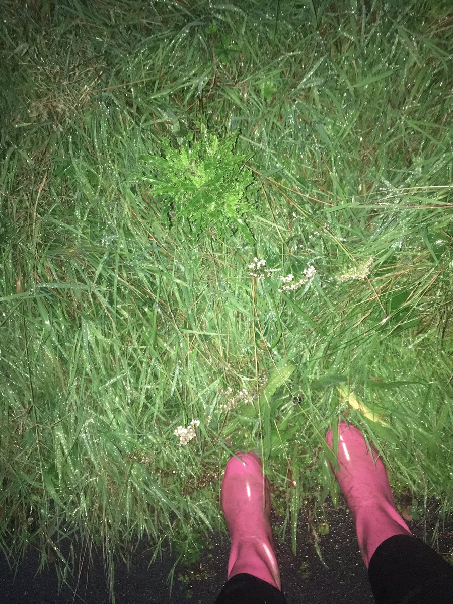 Rebecca38650218's tweet photo. “Please get a dog mum we promise we will walk him” #NotInThisWeather #WetAndWindy https://t.co/CaYOeHRT2T
