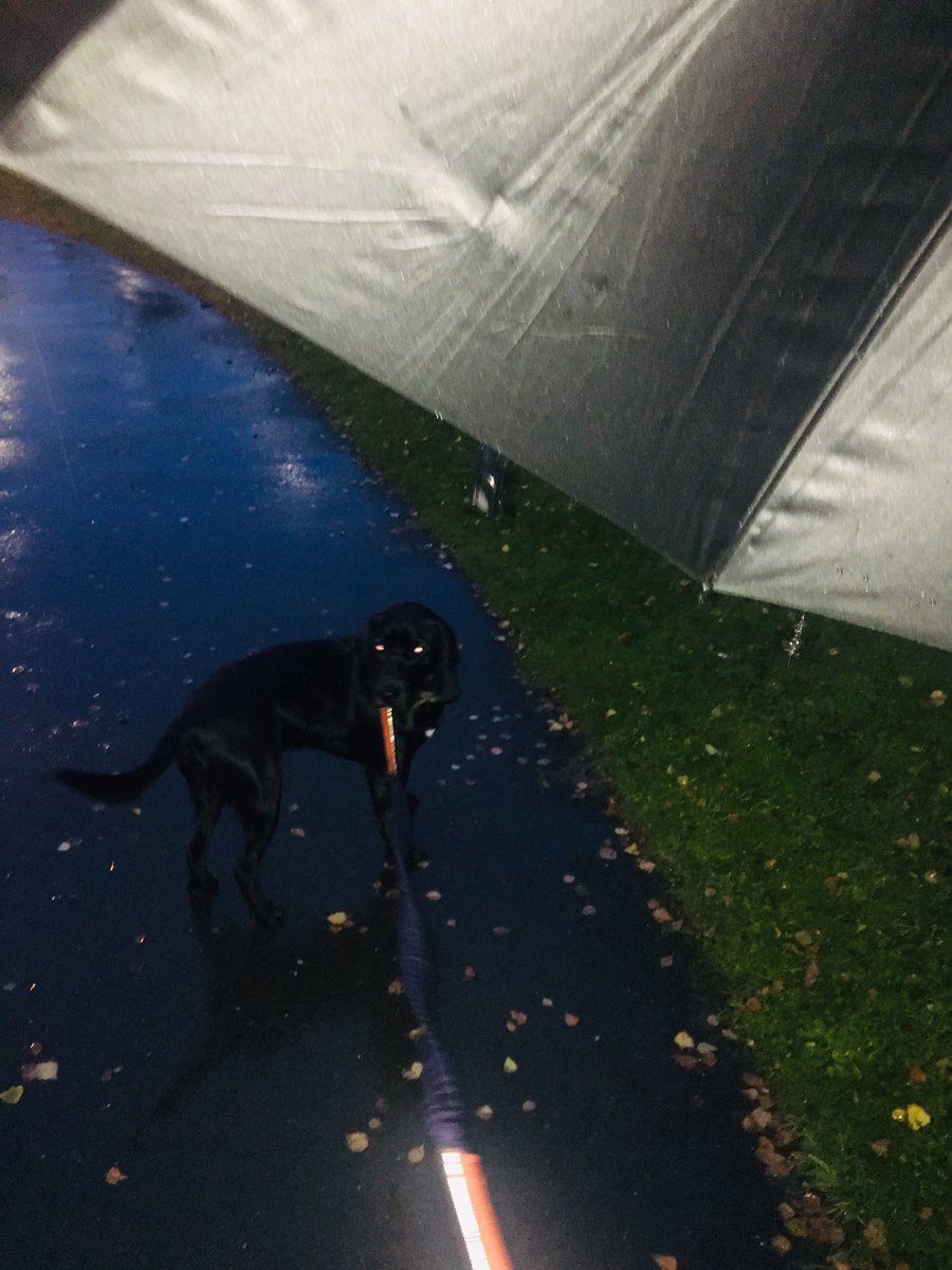 Rebecca38650218's tweet photo. “Please get a dog mum we promise we will walk him” #NotInThisWeather #WetAndWindy https://t.co/CaYOeHRT2T