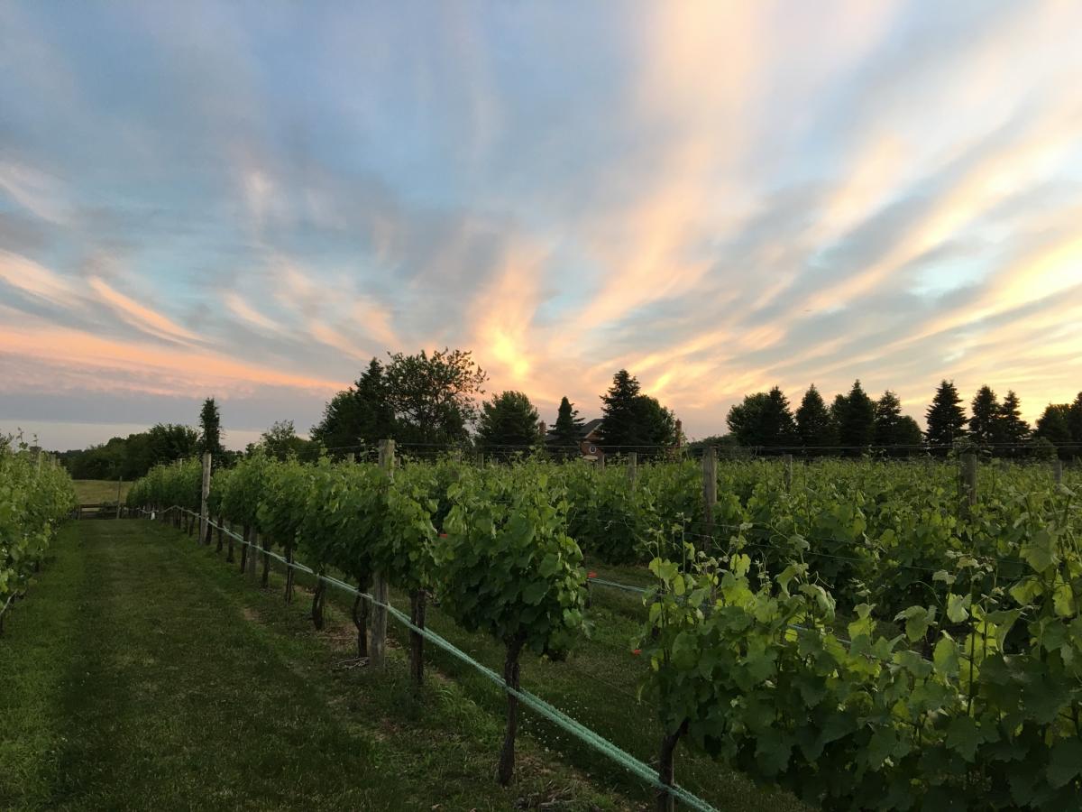 VacationLoudoun's tweet photo. The villa is fenced in &amp; has a patio ready to entertain.  Feel free to bring your four-legged companion, as we are a pet-friendly rental! 🐶🐕

Walking distance to the W&amp;OD Trail and @Vino9Market. Close to some of Loudoun's finest wineries, and breweries.

https://t.co/fDG33kqB8G https://t.co/CsKzXiaa6Z