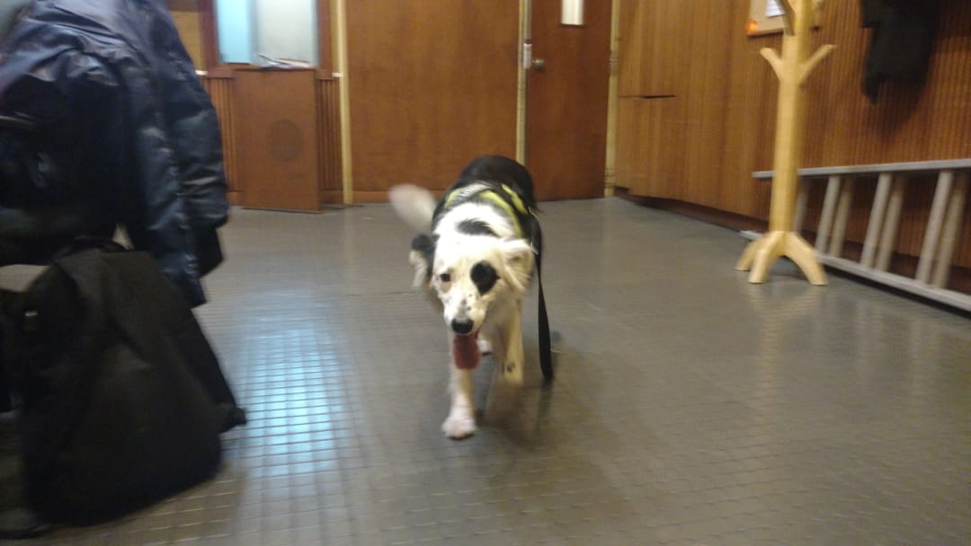 AHORA Nora Portela trajo al piso de #MassaccesiQueNunca a Jack el perro de Gustavo <a href="/cerati/">Gustavo Cerati</a> con <a href="/mariomassaccesi/">Mario Massaccesi</a> y <a href="/Szerman/">Szerman</a> x buenosaires.gob.ar/radiociudad