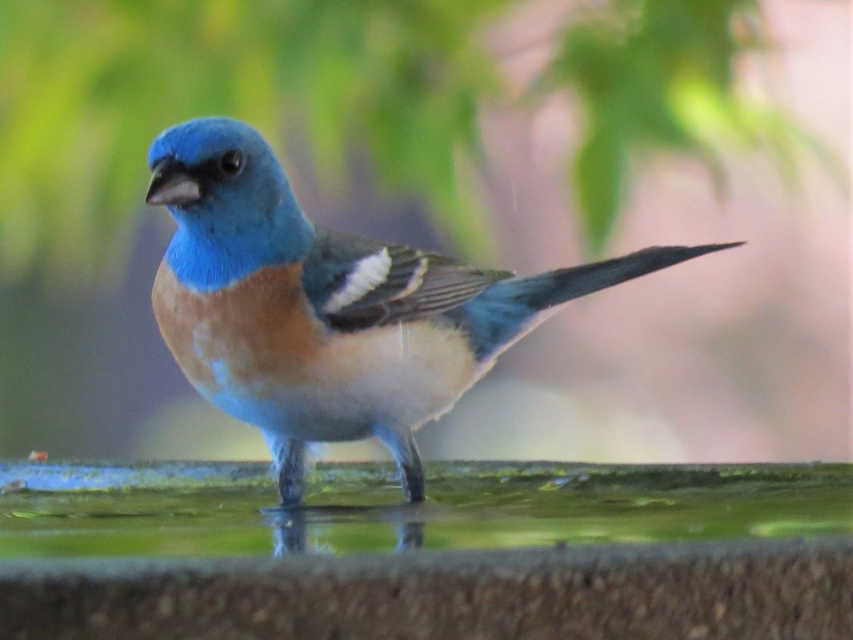 CountyDistric's tweet image. WEEK 40 A Night Time Visitor - mailchi.mp/3603109113c4/w…