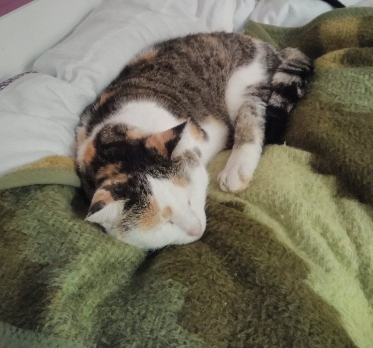 virtualtabs's tweet image. 🍃🍂