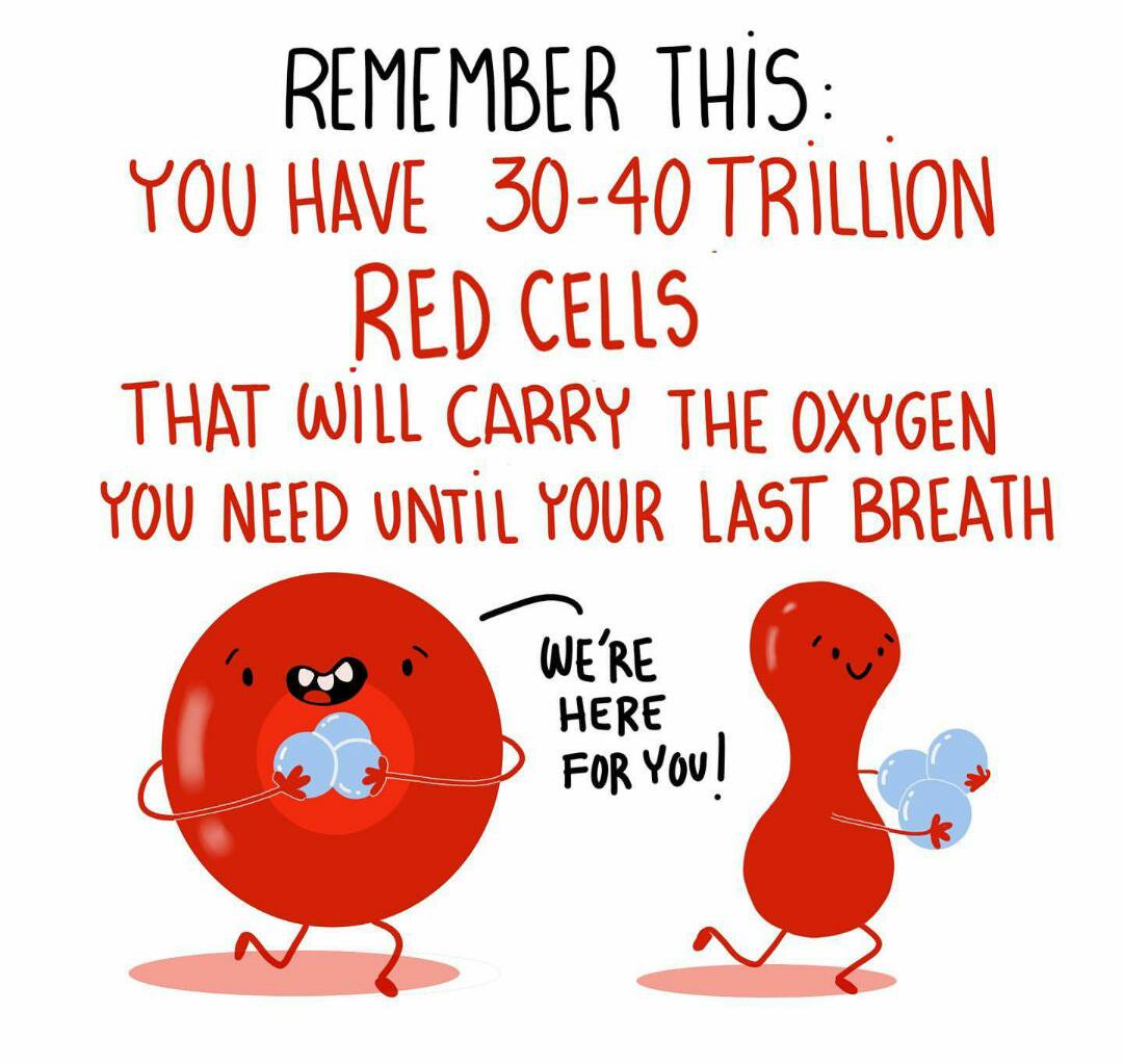 lizgulaz's tweet photo. 400.000 #platelets
7,000 #whitecells
30-40 trillion #redcells
Working everyday for you to be able to breath and function properly and there you are thinking Nobody cares!
Be Grateful and Thankful https://t.co/pgJ5kZeMIh