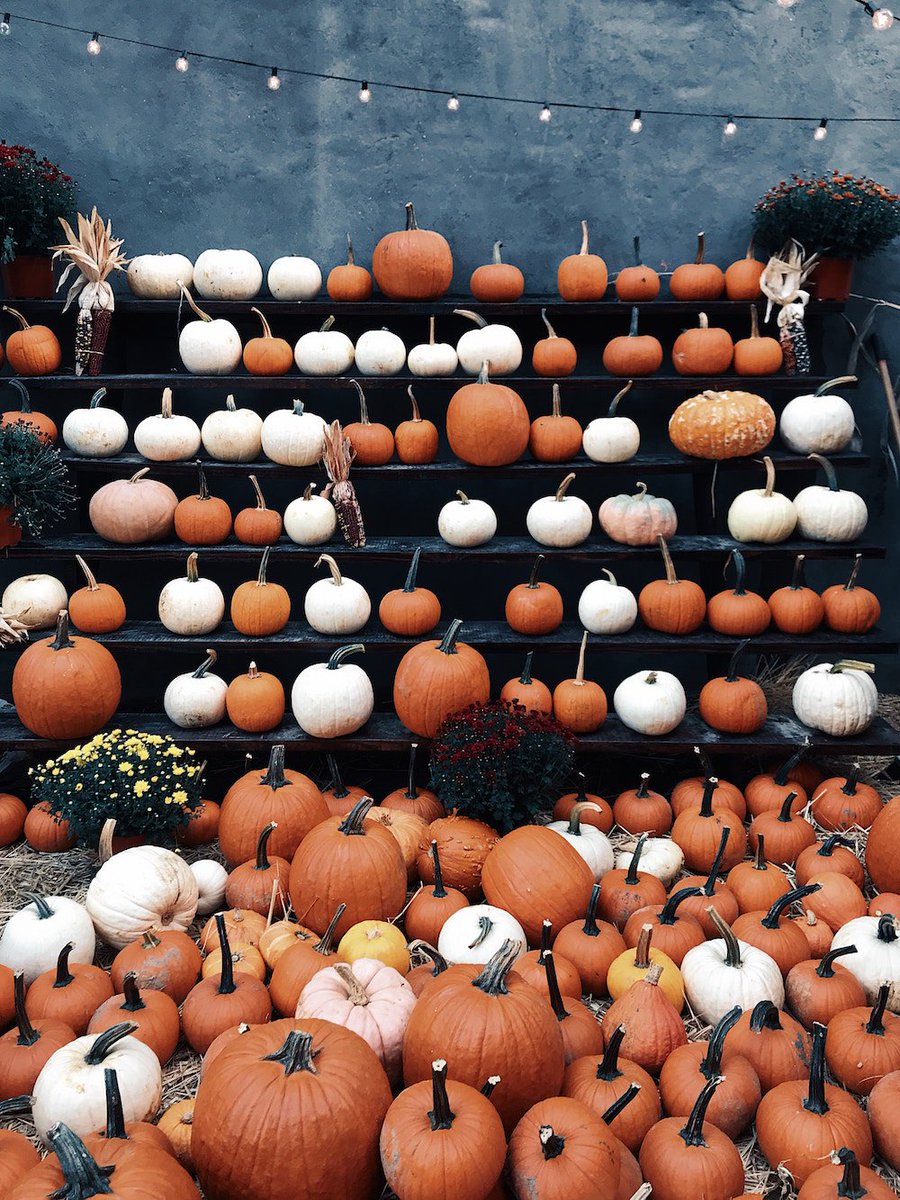 insurehere's tweet photo. Are you a homeowner? 🏡 Don’t miss these 7 important Home Maintenance Tips for Fall! 🍂 https://t.co/kPAtpkvuoh https://t.co/qgvWf6jQha