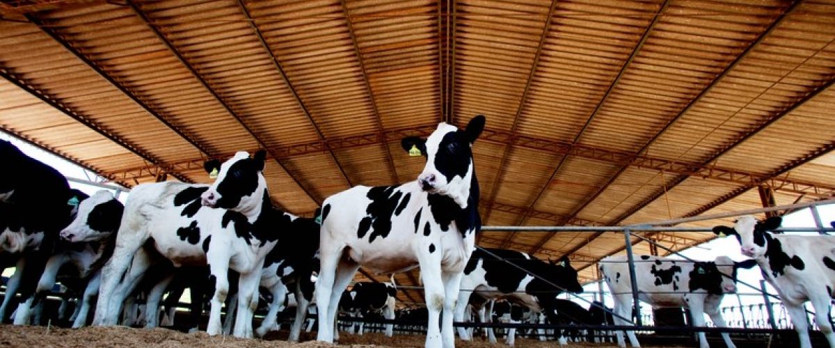 feedfood's tweet photo. Como produzir mais leite nos meses quentes? Nutron destaca solução para manter a produtividade em todos os períodos 🐮 https://t.co/1S08qQMzIY #feedfood #leite #produção #produtividade #calor #quente #solução #nutron @Cargill https://t.co/DO1heM1TxV