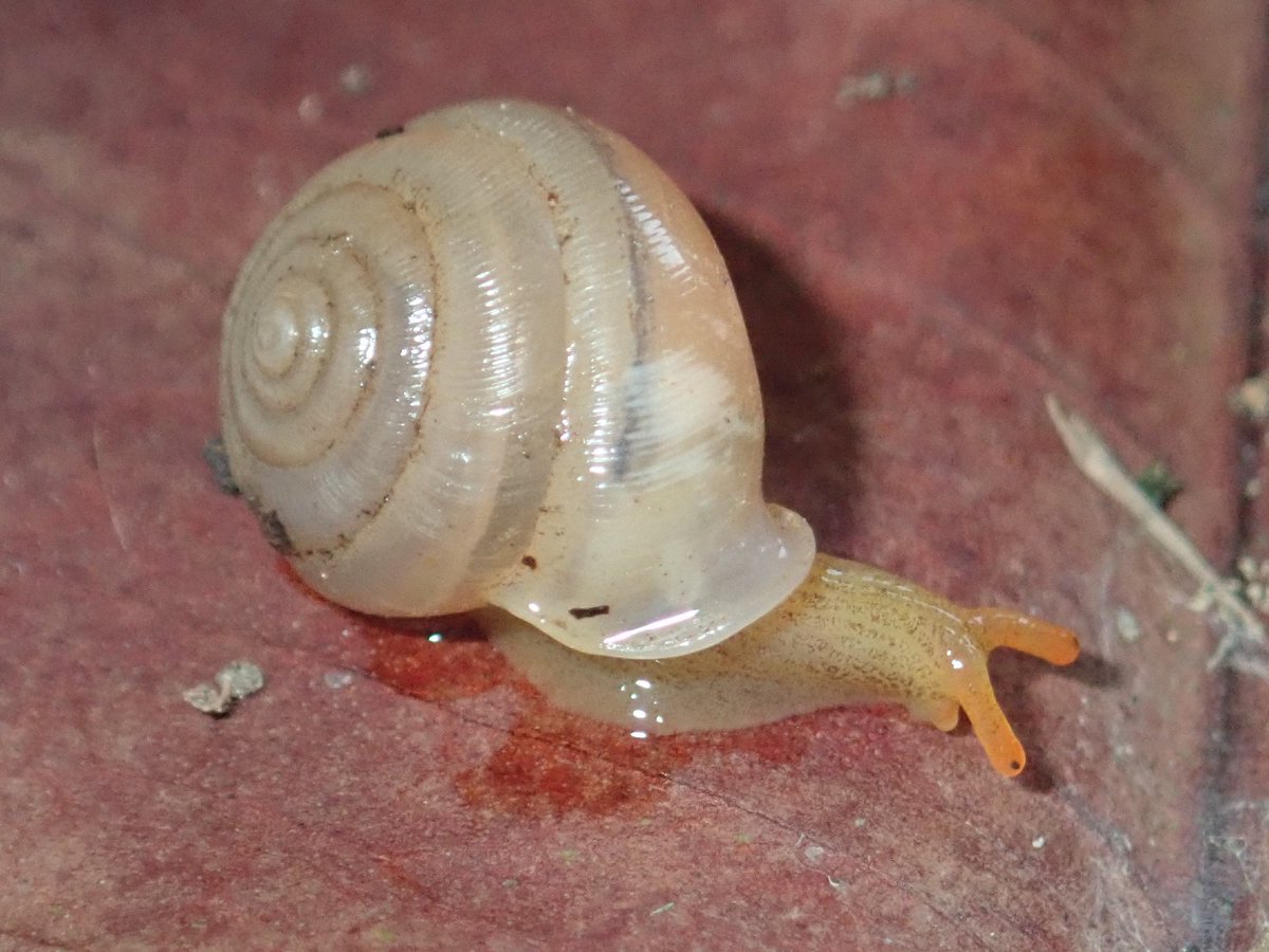 In the forest, 100s of native species eat fungus, plant matter and algae, helping to recycle nutrients for plants and other creatures and maintaining the health of the forest ecosystem!