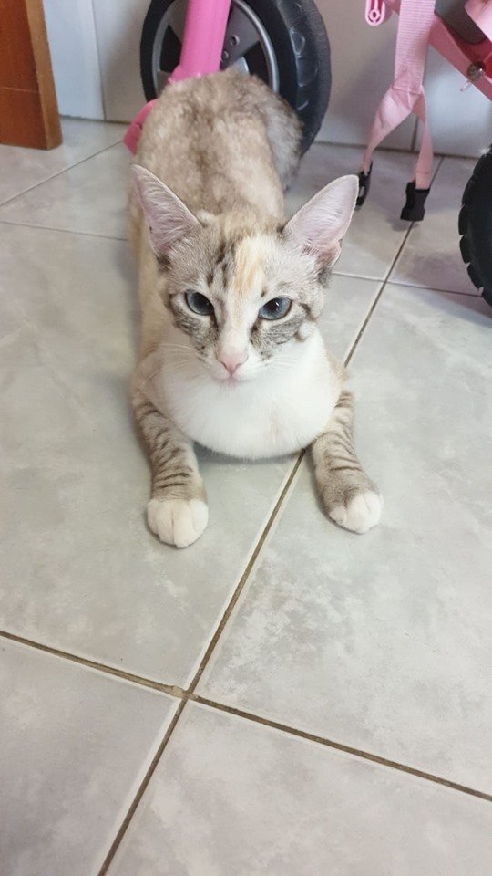 apaproyectogato's tweet photo. Estos dos gatiños (siamés macho, manchada hembra) buscan acogida urgentemente! Su actual dueña no puede tenerlos por más tiempo😟 si estás interesado contáctanos.

#Gatos #Acogida #AcogidaGatos #Vigo #Cats #AcogidasVigo #AdoptaYCambiaUnaVida #AdoptaUnAdulto https://t.co/2fPo6AyacV