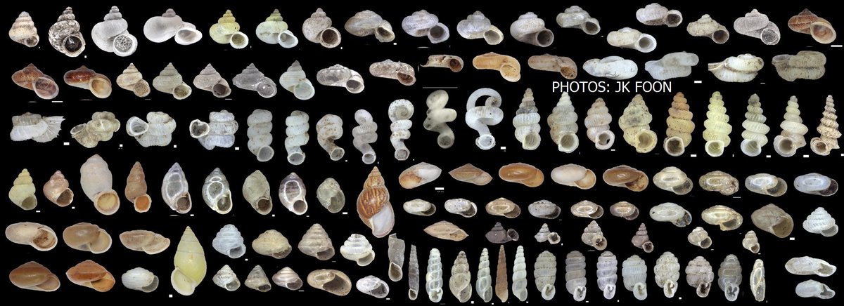 Peninsular Malaysia has around 400 species of land snails while Malaysian Borneo has around 550 species! This astounding diversity is why Malaysia is among the most biodiverse countries on Earth! And mind you, most of Malaysia’s land snails are actually less than 5mm!