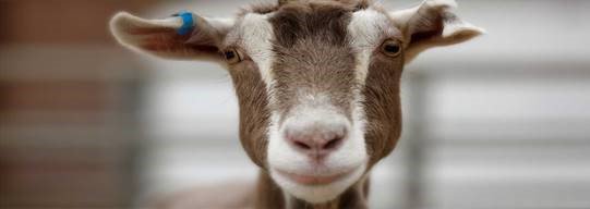 CoxandPalmer's tweet photo. Contemplating selling your business? Considering entering into a purchase agreement? Don’t Be a Materiality Scrape Goat!
https://t.co/CI6c0kE43Z https://t.co/1XyxgdrN2C