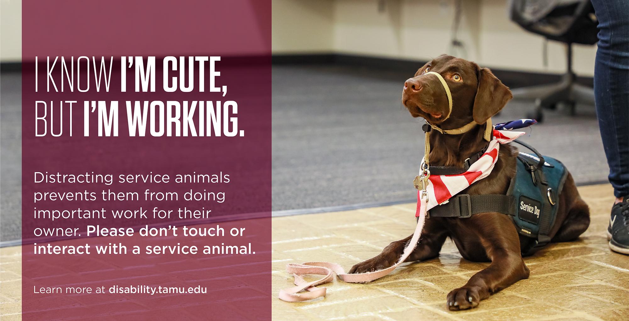 Texas A&M VetMed on Twitter: Texas A&M VetMed on Twitter: