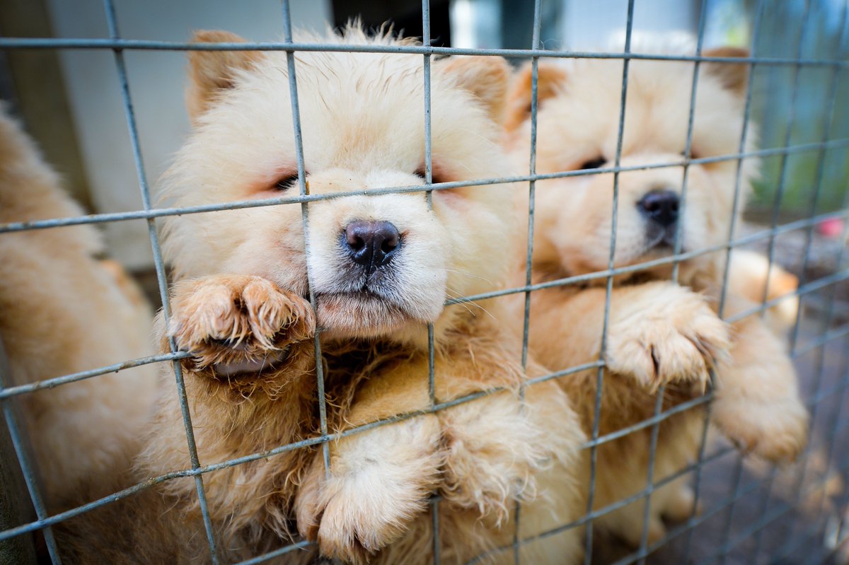 Dogs Trust 💛🐶 on Twitter "Did you see the BBC Wales show on puppy