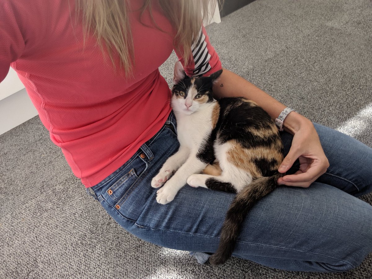 Hannah_Quinton's tweet photo. When she sits on me, no matter what I have to stop and give in to her. #crazycatlady https://t.co/e6IwqIj0Cw