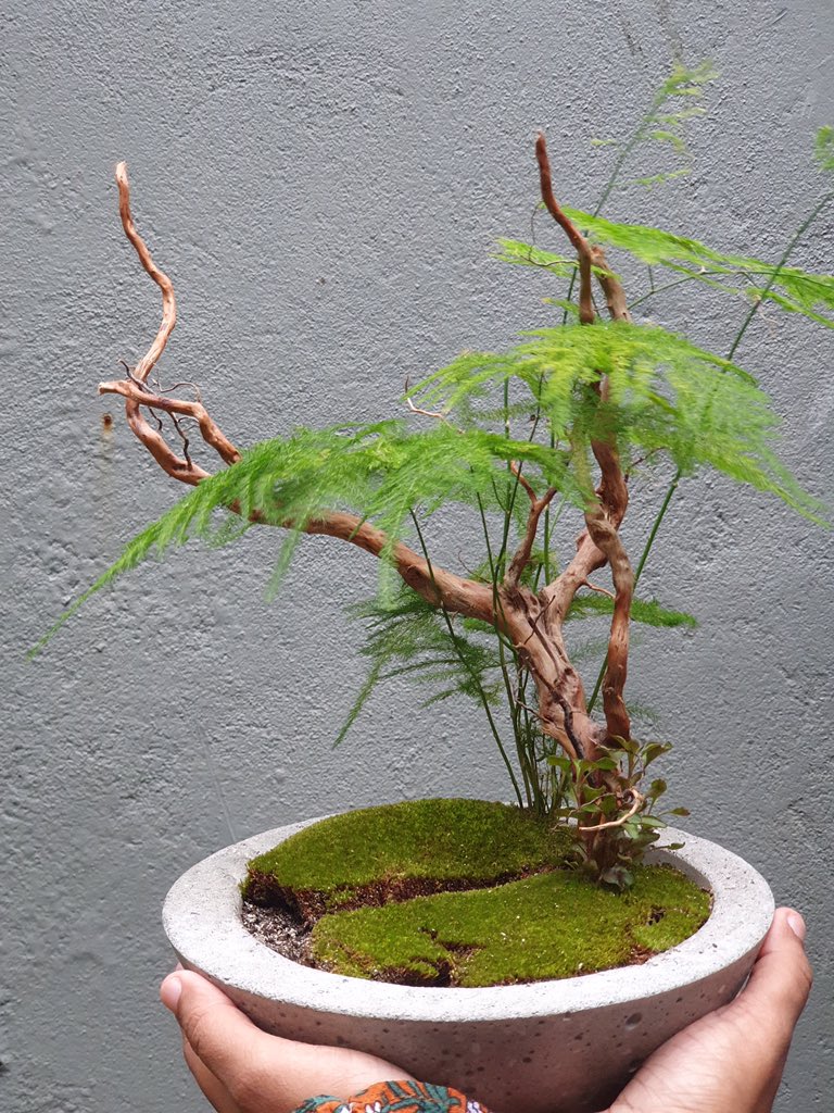 DarogaMv's tweet photo. Working progress of a table centerpiece miniature garden. Will be up for grabs in #MomsExpo2019 held this weekend! 

🗓 4-5 October 2019
📍Billabong High Int School
⏰ 2pm -11pm

#DarogaMv #minigarden https://t.co/urTJJHBXav