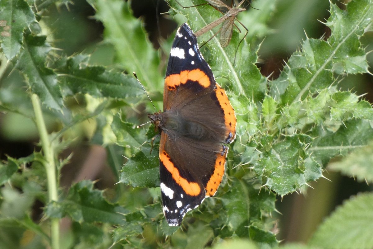 JamesTimms5's tweet photo. Highlight of the morning at #RytonWood @WKWT was this late, or second generation, White Admiral. Also noted were six Red Admiral, one Peacock, Eight Comma, five Speckled Wood and three Small White. π @NatureUK @Britnatureguide @ukbutterflies @savebutterflies @BCWarwickshire https://t.co/92E9A0bfAo