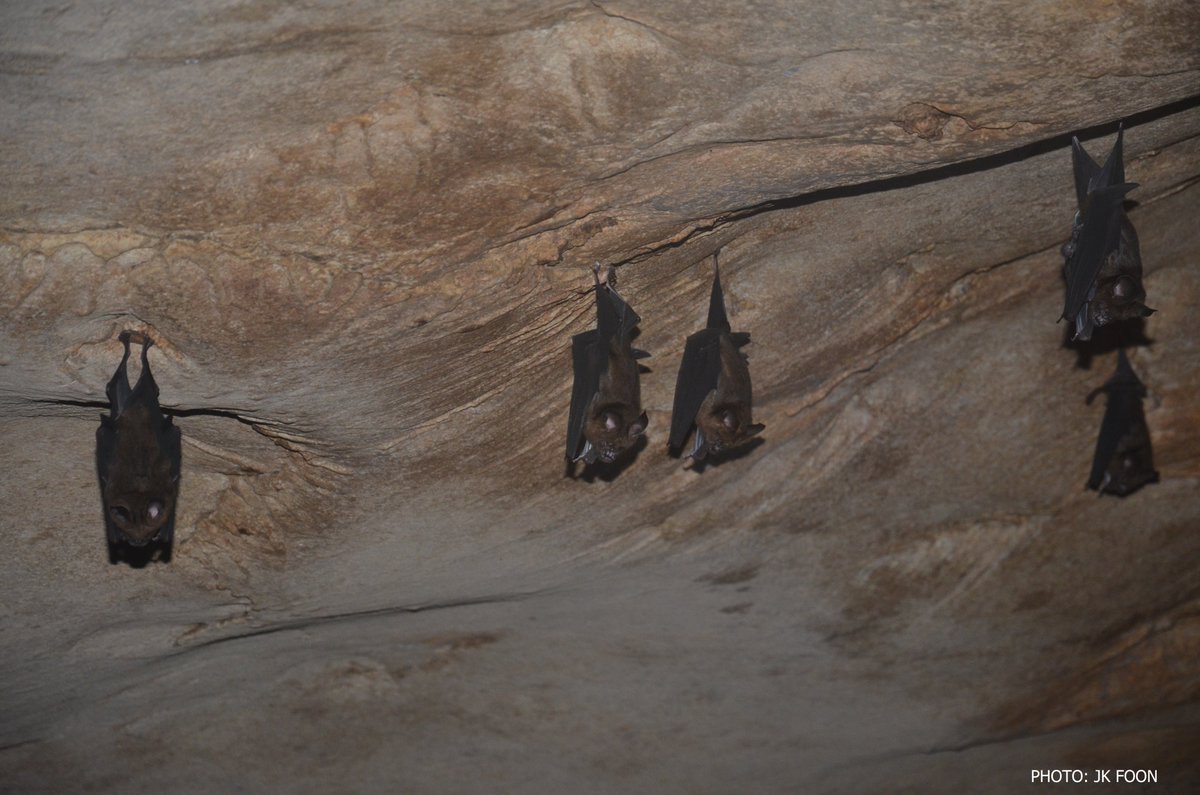 Caves in limestone hills are also home to bats that help Malaysia’s multi-million-ringgit agriculture industries by pollinating durians and other fruits as well as controlling insect pests!