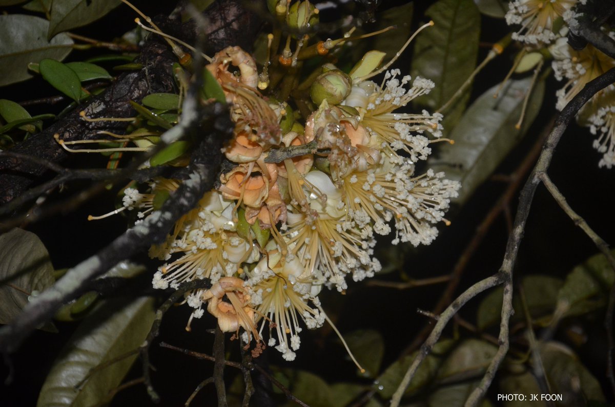 Caves in limestone hills are also home to bats that help Malaysia’s multi-million-ringgit agriculture industries by pollinating durians and other fruits as well as controlling insect pests!