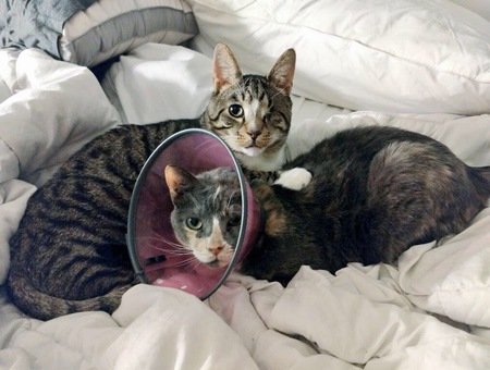 2020 Calendar Contestant: POODIE &amp; TWEETIE adopted from <a href="/PSPCA/">Pennsylvania SPCA</a>! "Poodie Tat is 14 years old, FIV+, has heart problems, and is one-eared, deaf, &amp; permanently in a specially-made cone (and she's happy!)... Tweetie is 3, one-eyed and..." See more &amp; vote: gogophotocontest.com/morrisanimalre…! 6/