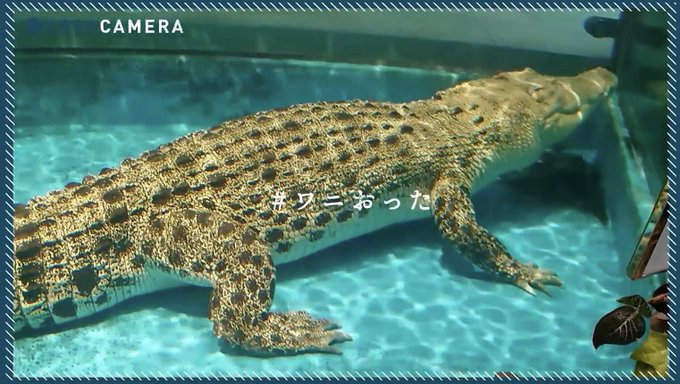 ワニおったのtwitterイラスト検索結果