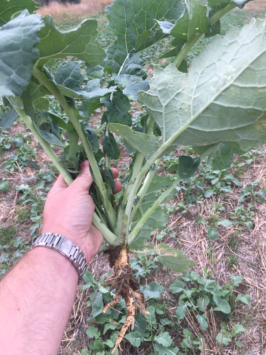 ChilderditchFms's tweet photo. OSR looking on point today.  Warning to all early drillers, don’t look for flea beetle in the leaves because they are there in force😭😭😭😂🙈🖕🏻🖕🏻 https://t.co/1ZKyIDY3Nu