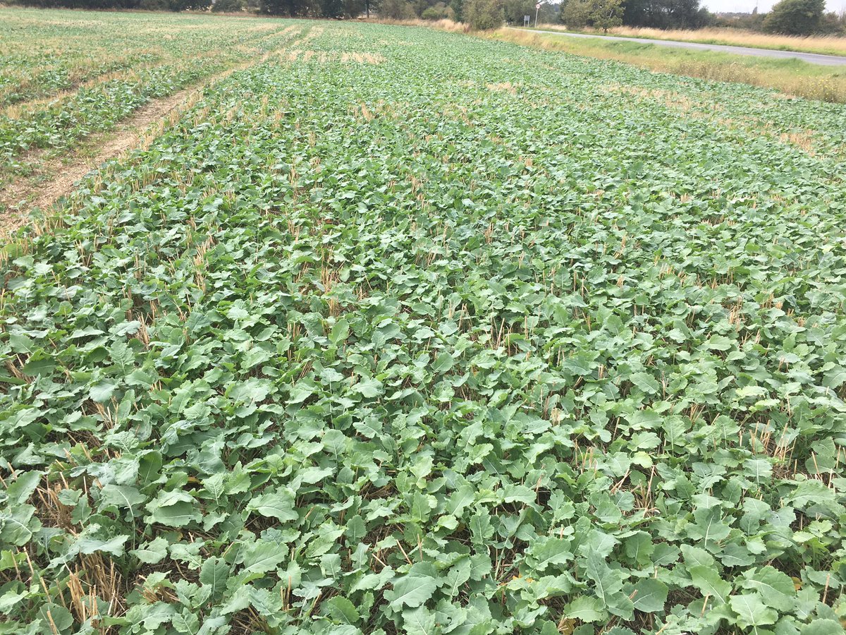 ChilderditchFms's tweet photo. OSR looking on point today.  Warning to all early drillers, don’t look for flea beetle in the leaves because they are there in force😭😭😭😂🙈🖕🏻🖕🏻 https://t.co/1ZKyIDY3Nu