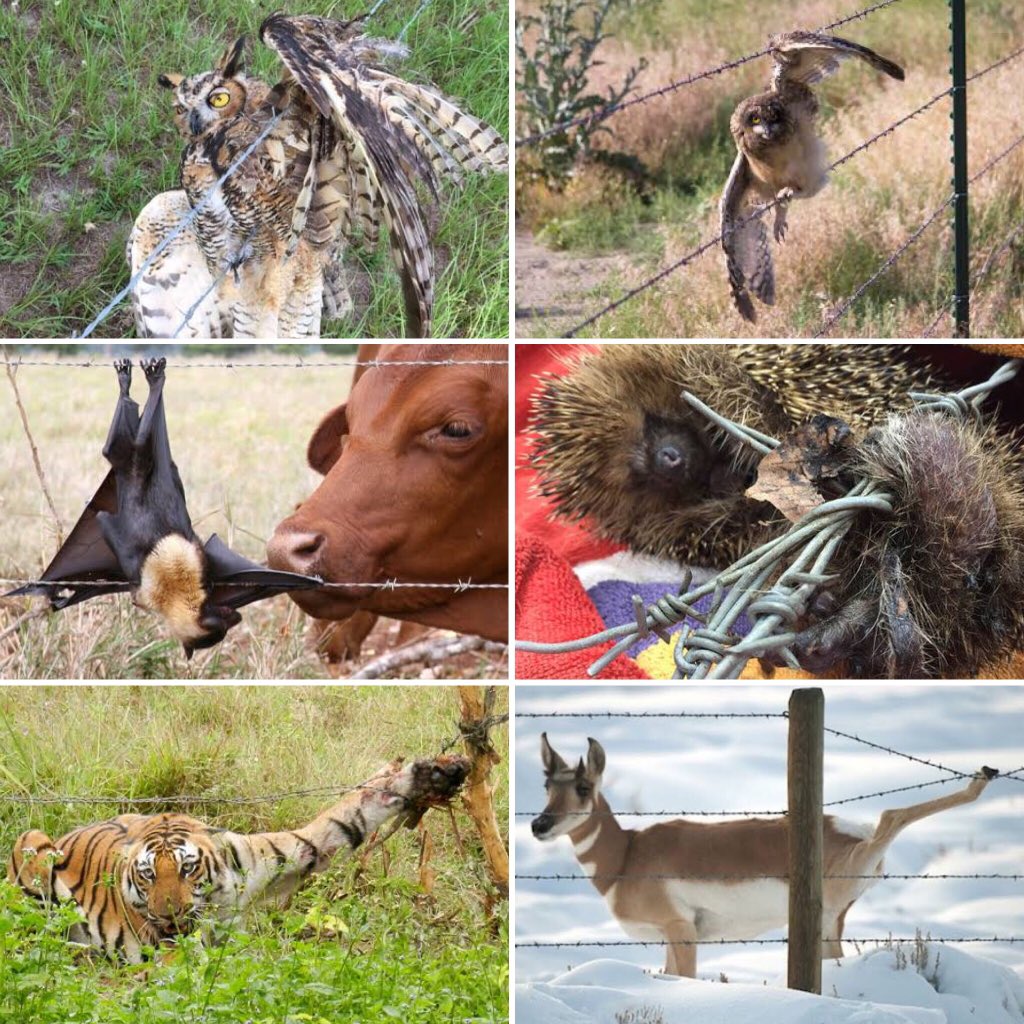 New Delhi Nature Society on Twitter: New Delhi Nature Society on Twitter: