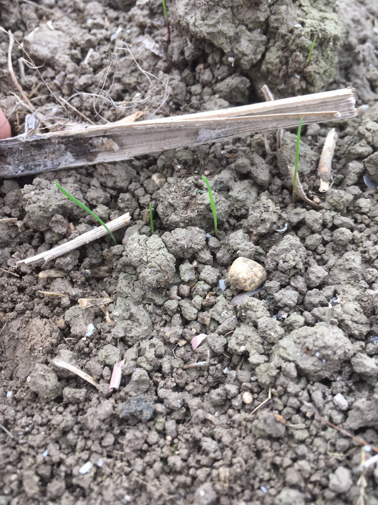 TAPAgronomy's tweet photo. High dormancy... 🤔certainly not here. What were extremely dry soils have taken the recent rain nicely. Patience needed, even a week could make a huge difference. #dormancy #delayeddrilling #ipm #grassweeds #culturalcontrols https://t.co/gdHpTTAuhk