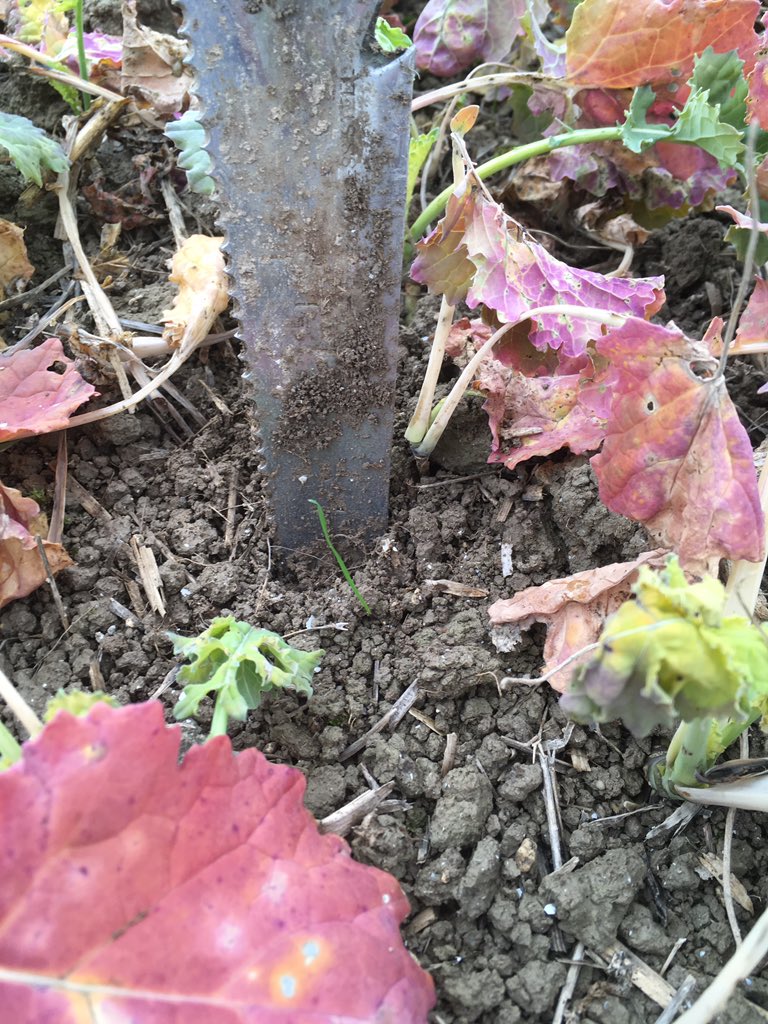 TAPAgronomy's tweet photo. High dormancy... 🤔certainly not here. What were extremely dry soils have taken the recent rain nicely. Patience needed, even a week could make a huge difference. #dormancy #delayeddrilling #ipm #grassweeds #culturalcontrols https://t.co/gdHpTTAuhk