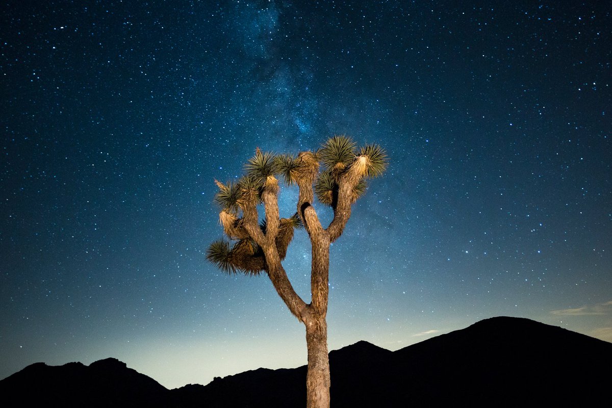 VisitGreaterPS's tweet photo. .@joshuatreefest starts Oct. 10! Vibe with nature, art, music and more at this locally loved festival. Learn more: https://t.co/LmRRfVmgMU. @VisitCADeserts #VisitCAdeserts #findyouroasis https://t.co/UgjCzuSv38