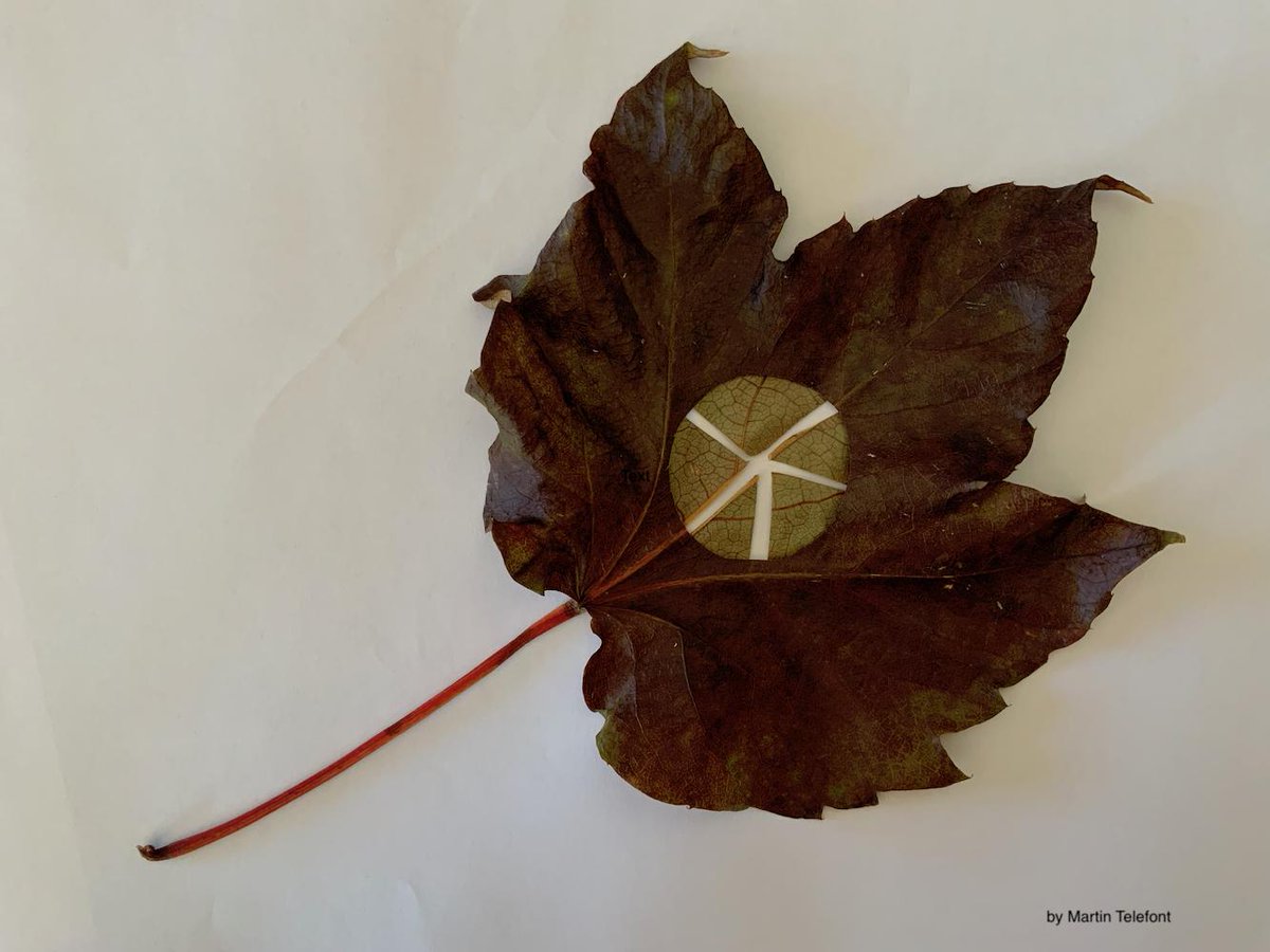 datahumorism's tweet photo. The retweet part worked, but the like part didn't. Let's call it even for this time. Here is my part of the challenge.

#autum #dataviz #fun #leafs

https://t.co/hYNLadWyjh https://t.co/EE5gUDgvD0