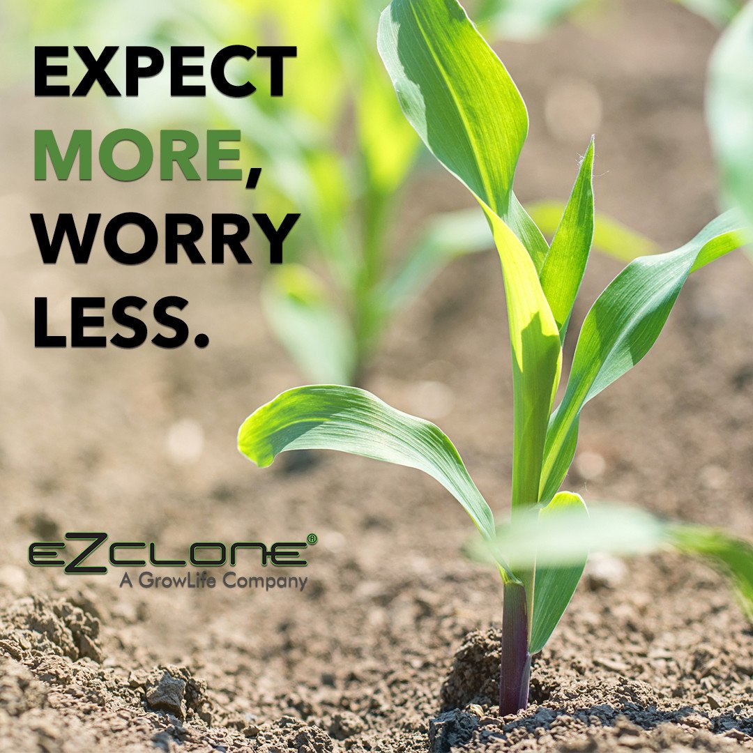 growlife's tweet photo. With clones you can spend less time worrying about your harvest because you know exactly what you will get.
Shop - https://t.co/Y2hVjAyY2q
#growlife #ezclone https://t.co/jNSnVkmAd0