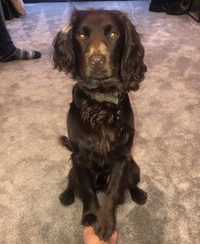 millypod1's tweet photo. @CumbriaCrack @CumbriaSellSeek @AnimalConcernW @policedogunit @CumbriaRoadsPol @SkiddawHouseYHA @GTofSkiddaw @SkiddawView @Skiddawtees @NigelCumbria MAC FOUND SAFE. THANKS FOR RT's 🙂🐕🐾🍾

Cocker Spaniel Male 
NOT FAMILIAR WITH THE AREA
#Skiddaw last seen heading towards #Millbeck area #CA12 #Keswick #LakeDistrict #Cumbria  
https://t.co/hpoqOWbfOV… https://t.co/23KWmPR3LH