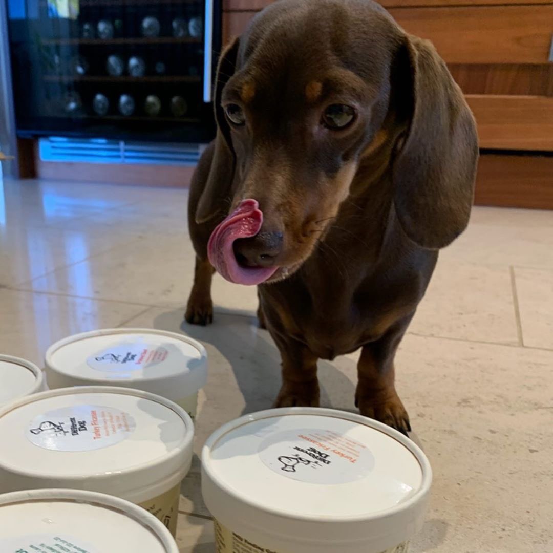 _differentdog's tweet image. That face your dog makes when there’s too much choice 😋 Turkey Fricassee or Autumn Glory? 🦃🍂 what’s for dinner tonight?

#freshdogfood #naturaldogfood #differentdog #daschund