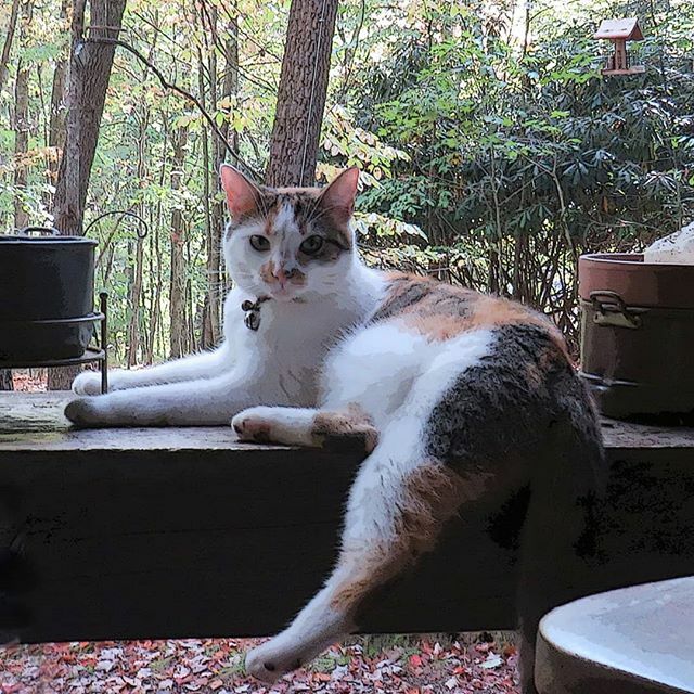 Juno  #juno 
#catsofinstagram #catstagram .

#community
#authentic #smallbatch #coffee #fresh 
#roasted #indarkhollow  #buylocal 
#eatlocal #ilovecoffee  #iloveva #and
 #sugargrove #swva  #locallyroasted ift.tt/2n7SDw5