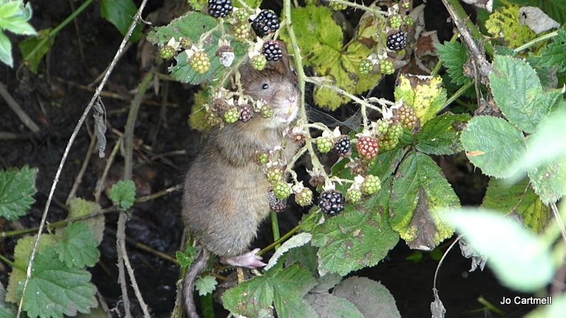 WaterVole's tweet photo. Disclaimer:
  
This is a wild water vole, taken at dawn in the wild in Oxfordshire.

Not a staged image! https://t.co/Q4ZuTSXYU6