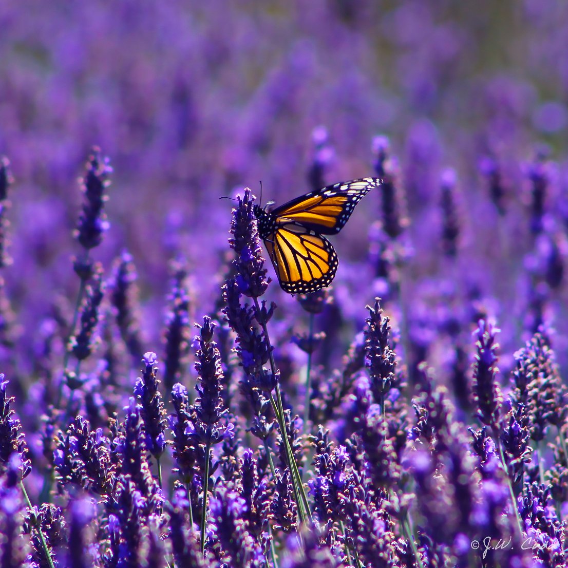 You always have help. You always have love. You always have light. God will give you anything you need.

#Help #Love #God