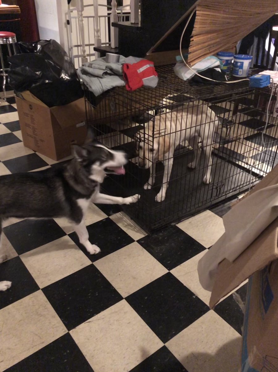 SnakeEsq's tweet photo. Willow recently informed me that we’re adopting my fiancé’s parents Labrador Jazz. Looks like it’s out of my hands at this point... #twopups https://t.co/XTWQ2XZeeE