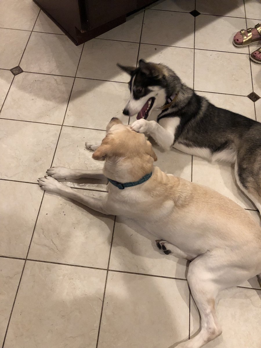 SnakeEsq's tweet photo. Willow recently informed me that we’re adopting my fiancé’s parents Labrador Jazz. Looks like it’s out of my hands at this point... #twopups https://t.co/XTWQ2XZeeE