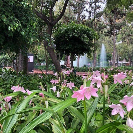 Hotel Marbella nos compartió esta foto de la Roma-Condesa ¿Sabes dónde es? 
#CDMX #CiudadDeMexico #TurismoRomaCondesa